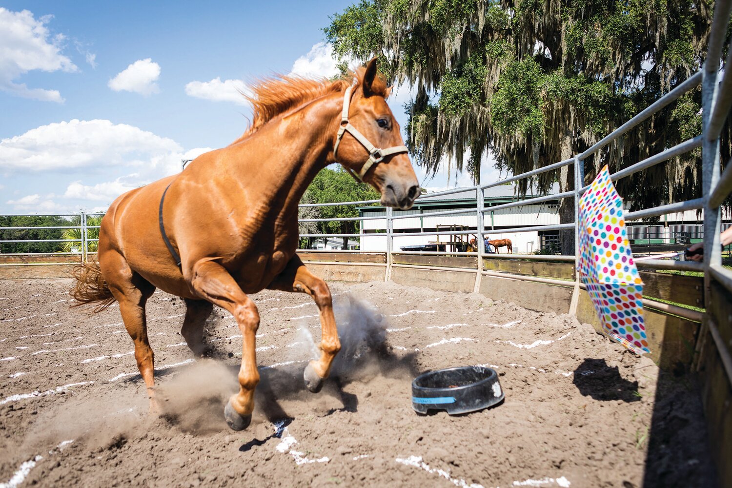 University of Florida researchers are working to identify genes that influence horses’ tendency to react when startled.
